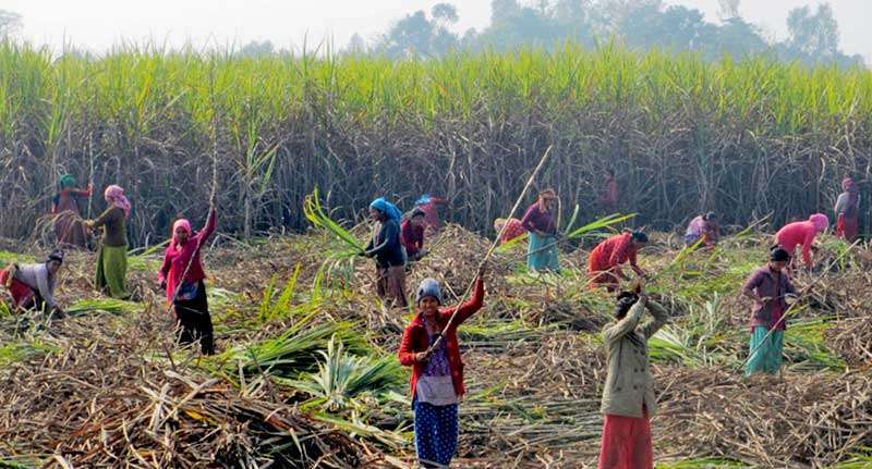 सर्लाहीका चिनी उद्योग सञ्चालनको तयारीले किसान खुसी