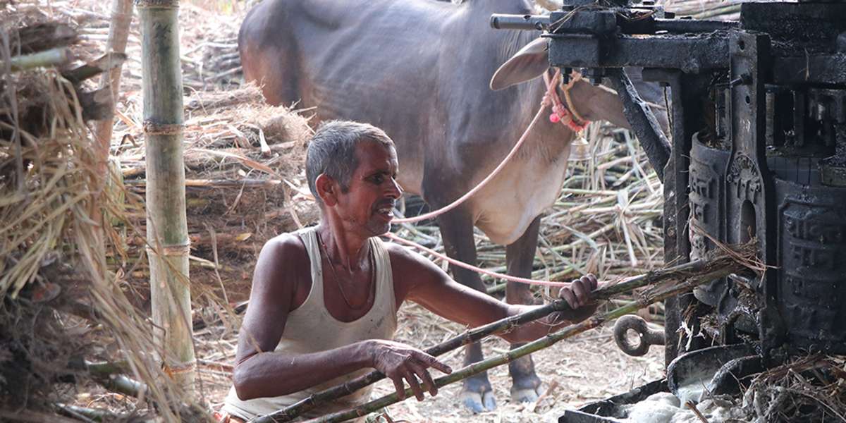 जिवस मण्डल काे ‘सख्खर जस्तै गुलियो व्यापार’