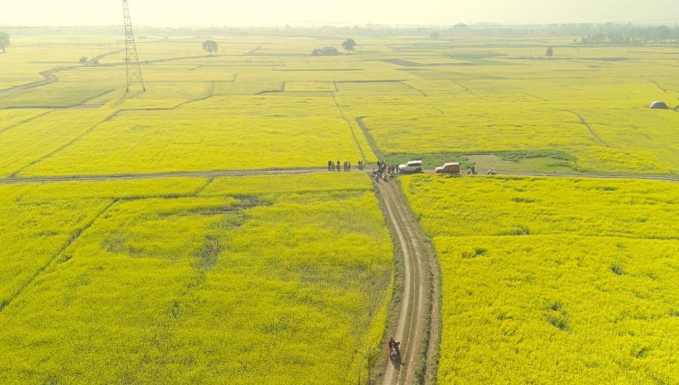 सिँचाइ पुगेपछि भेँडाबारीको गौचरनमा लोभलाग्दो तोरीखेती