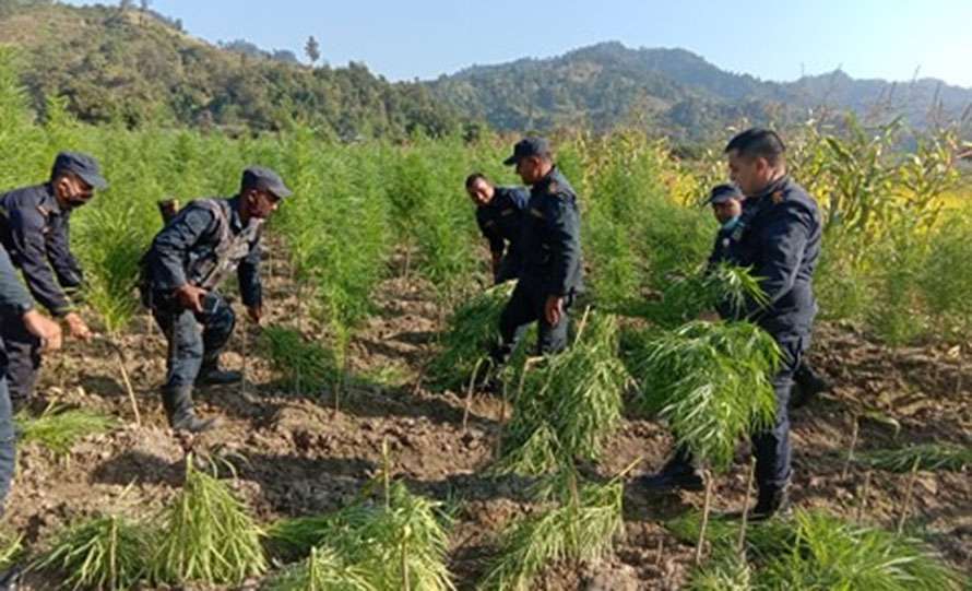 ५ हजार ८ सय १५ रोपनीको गाँजा नेपाल प्रहरी द्वारा फँडानी