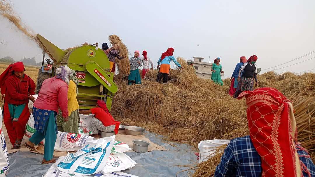 परम्परागत तिल्की धान बिक्रीबाट मनग्य आम्दानी