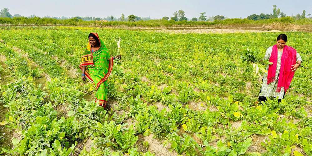 सामूहिक खेती गरी आत्मनिर्भर बन्दै सिसवोनीका दलित महिला