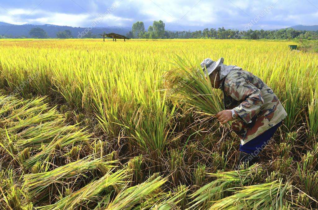 तिहार र छठ सकिएसँगै किसान धान काट्न व्यस्त