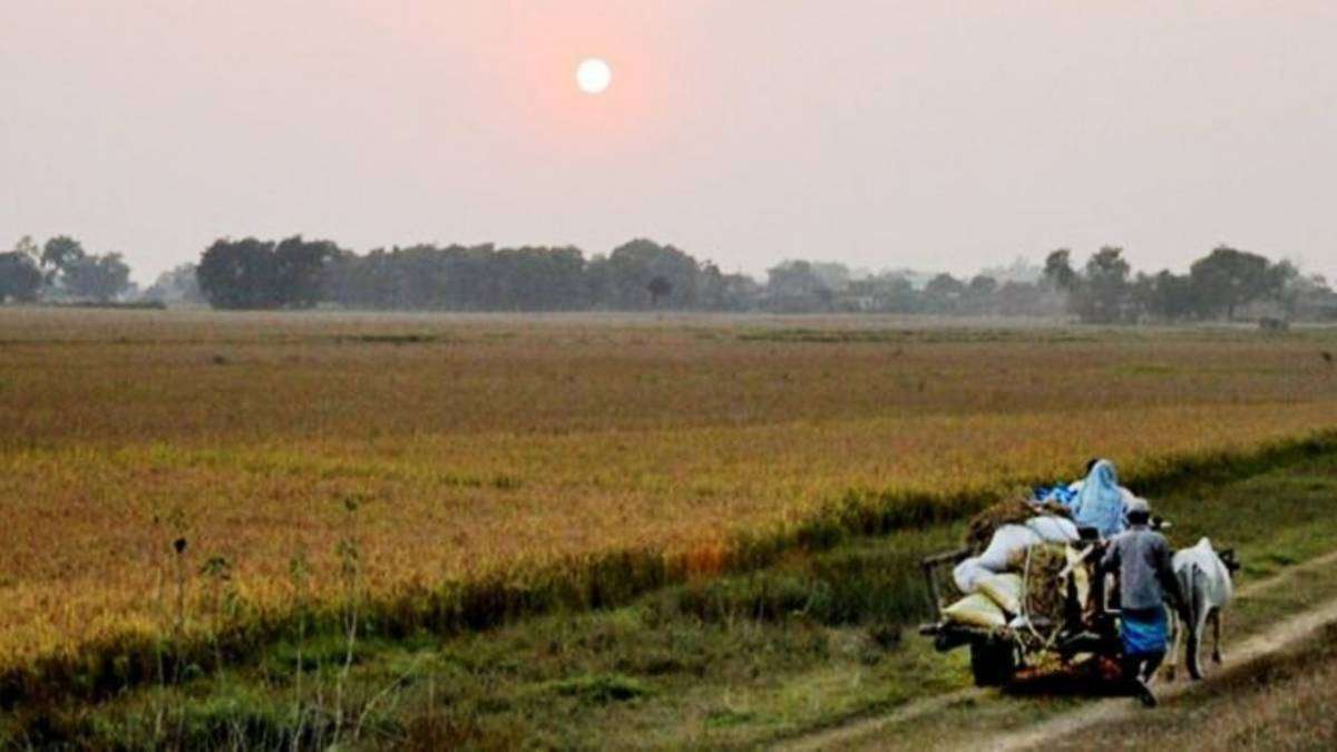 बाली लगाउने बेला सधैँ बीउकै चिन्ता