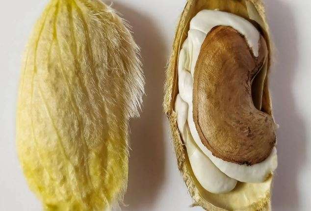 अब आँपको दाना नफाल्नुहोस्, यसवाट मिल्नेछ ५ फाईदा